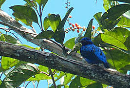 Purple-breasted Cotinga