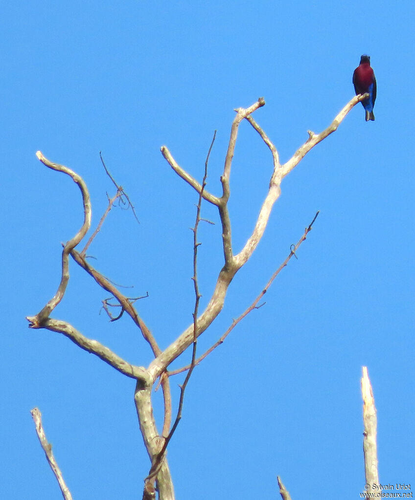 Cotinga de Daubenton mâle adulte