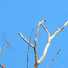 Cotinga de Daubenton