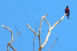 Purple-breasted Cotinga