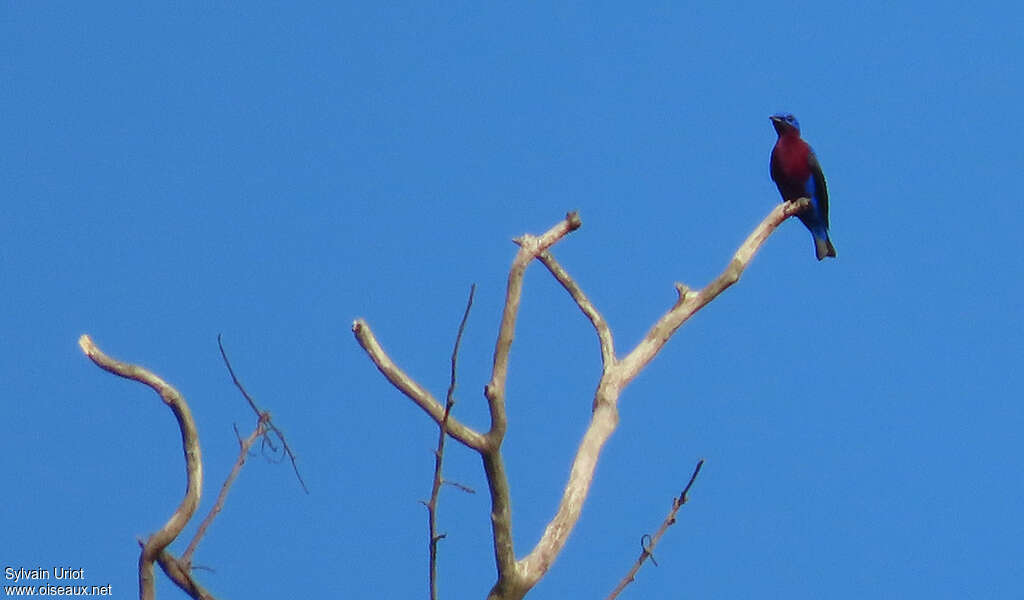 Cotinga de Daubenton mâle adulte, pigmentation, Comportement