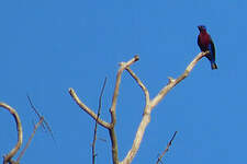 Cotinga de Daubenton