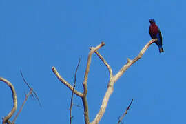 Purple-breasted Cotinga