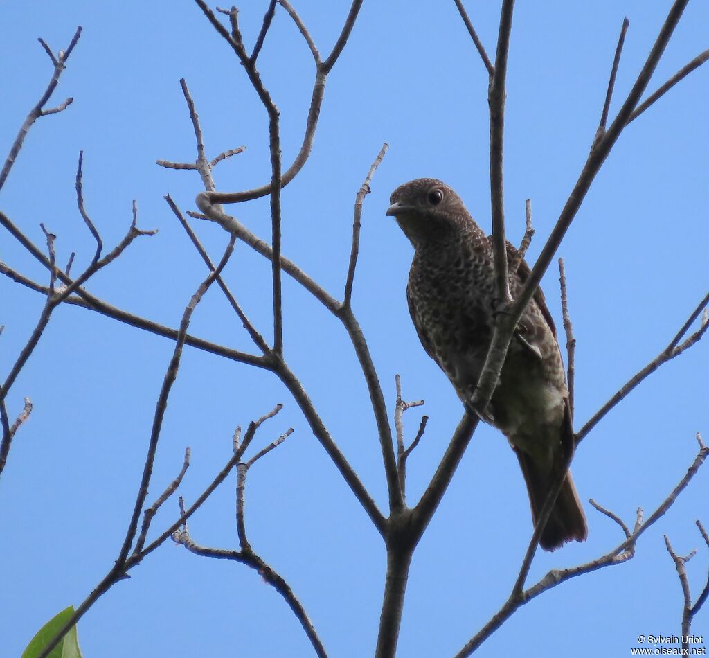 Purple-breasted Cotinga female adult