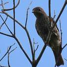Cotinga de Daubenton