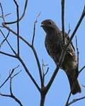 Cotinga de Daubenton