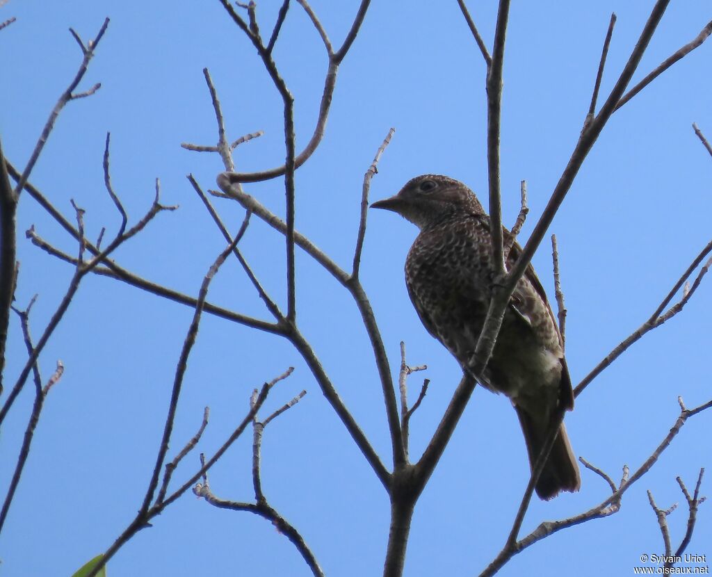 Purple-breasted Cotinga female adult