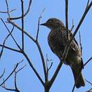 Cotinga de Daubenton