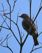 Purple-breasted Cotinga