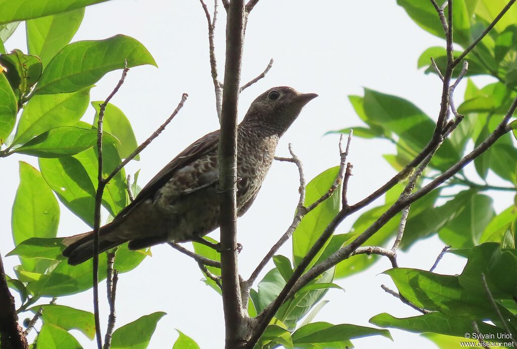 Purple-breasted Cotinga female adult