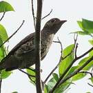 Cotinga de Daubenton