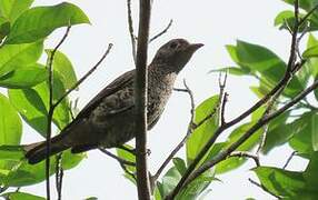 Purple-breasted Cotinga