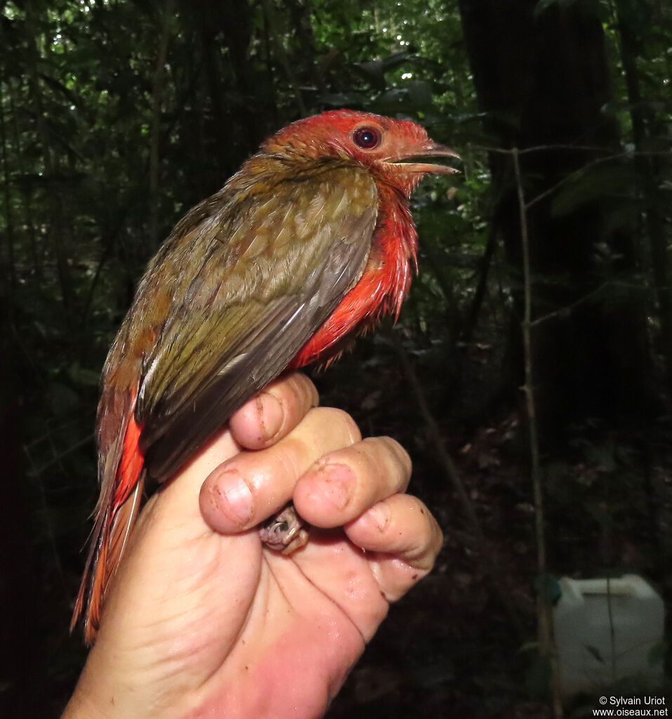 Guianan Red Cotinga Phoenicircus Carnifex Female Adult Syur