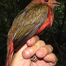 Cotinga ouette