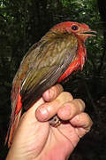 Guianan Red Cotinga