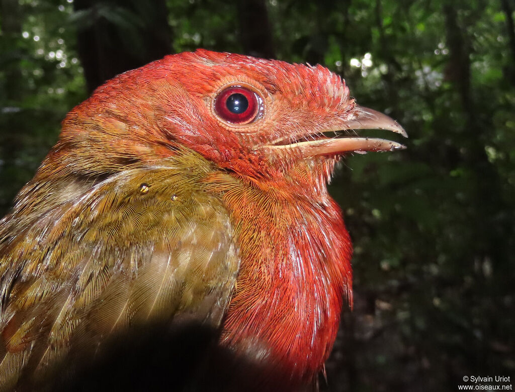 Guianan Red Cotinga female adult