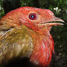 Cotinga ouette