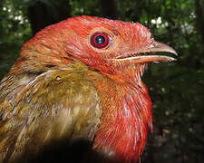 Guianan Red Cotinga