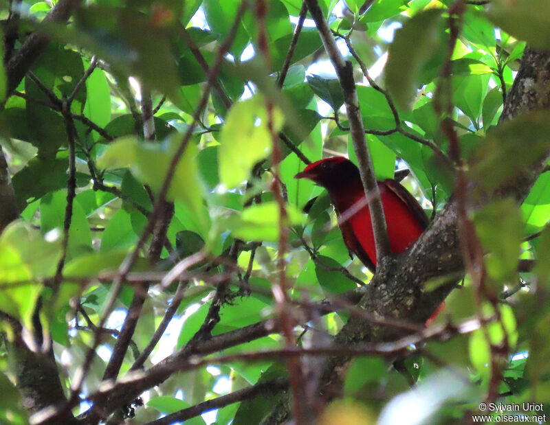Guianan Red Cotinga male adult