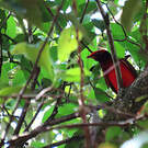 Cotinga ouette