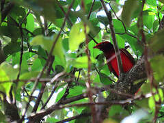 Guianan Red Cotinga