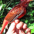 Cotinga ouette