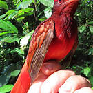 Cotinga ouette