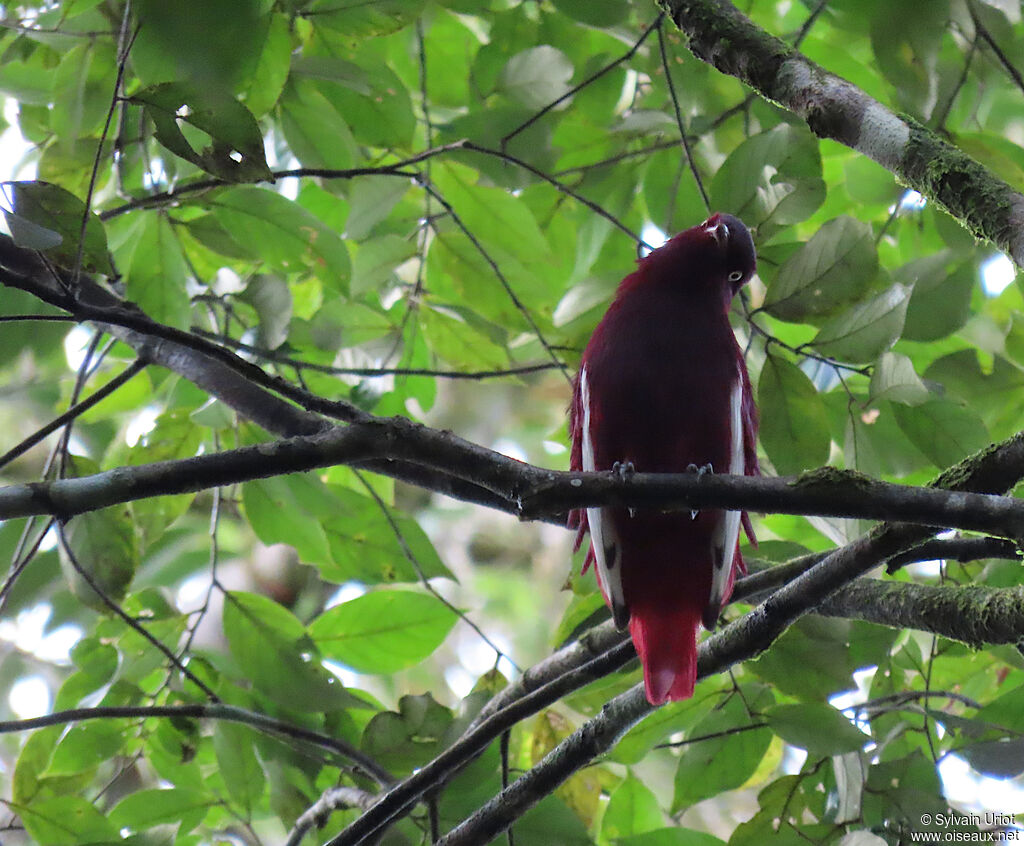 Pompadour Cotinga male adult