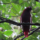 Cotinga pompadour