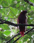 Cotinga pompadour