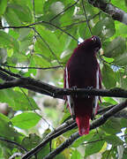 Pompadour Cotinga