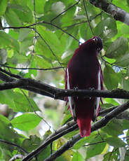 Cotinga pompadour