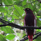 Cotinga pompadour