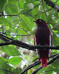 Cotinga pompadour