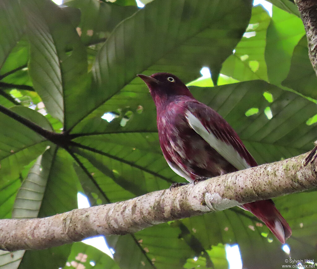 Pompadour Cotinga male subadult