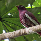 Cotinga pompadour