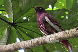 Cotinga pompadour