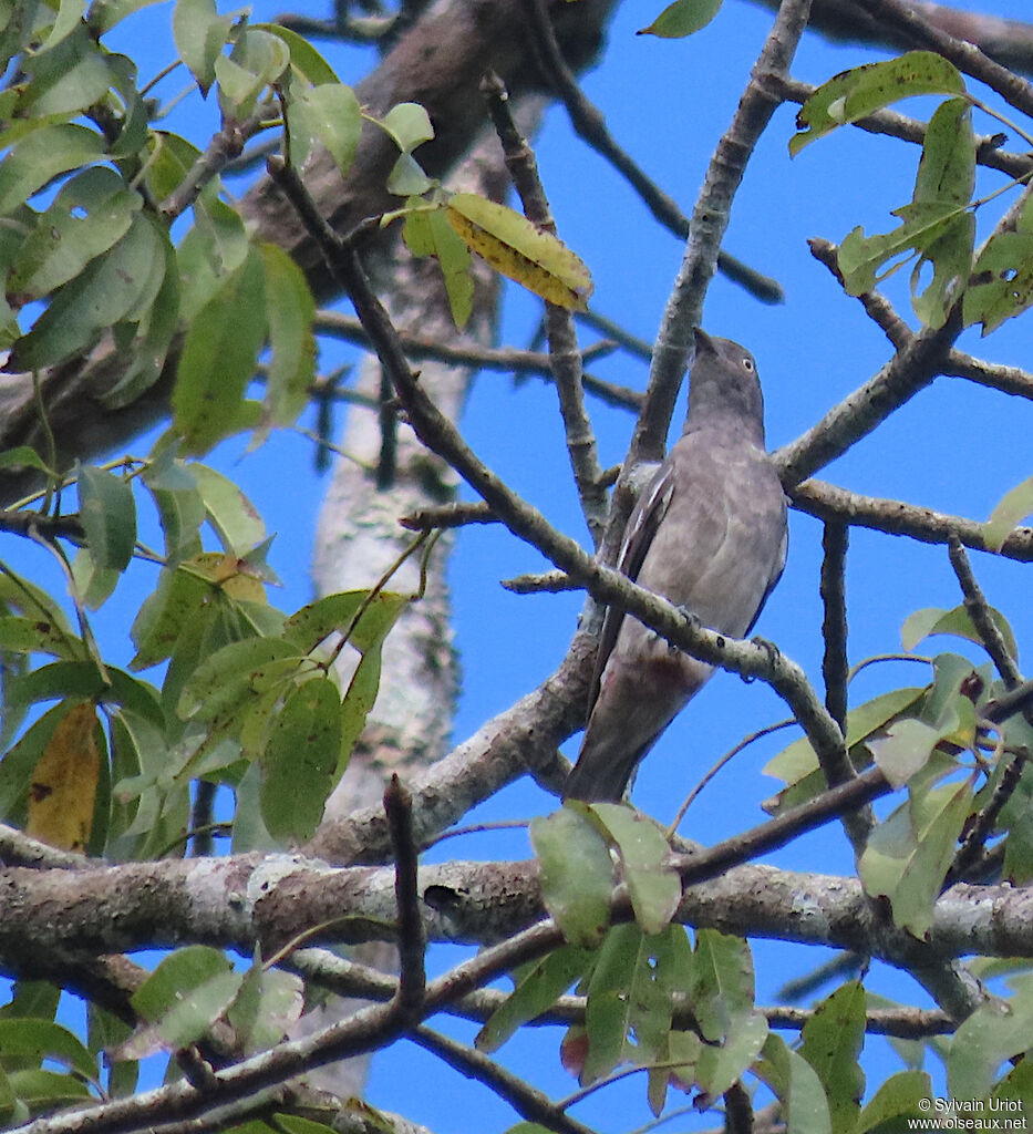 Cotinga pompadour femelle adulte