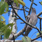 Cotinga pompadour