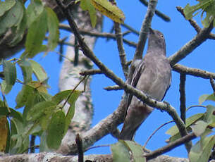 Cotinga pompadour