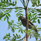 Cotinga pompadour