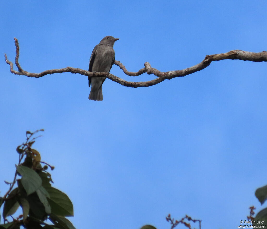 Cotinga pompadour
