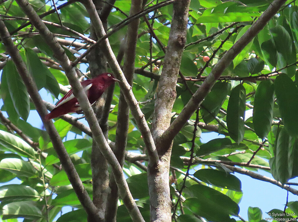 Pompadour Cotinga male adult