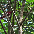 Cotinga pompadour