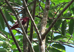 Pompadour Cotinga