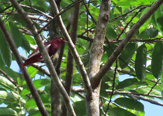 Cotinga pompadour