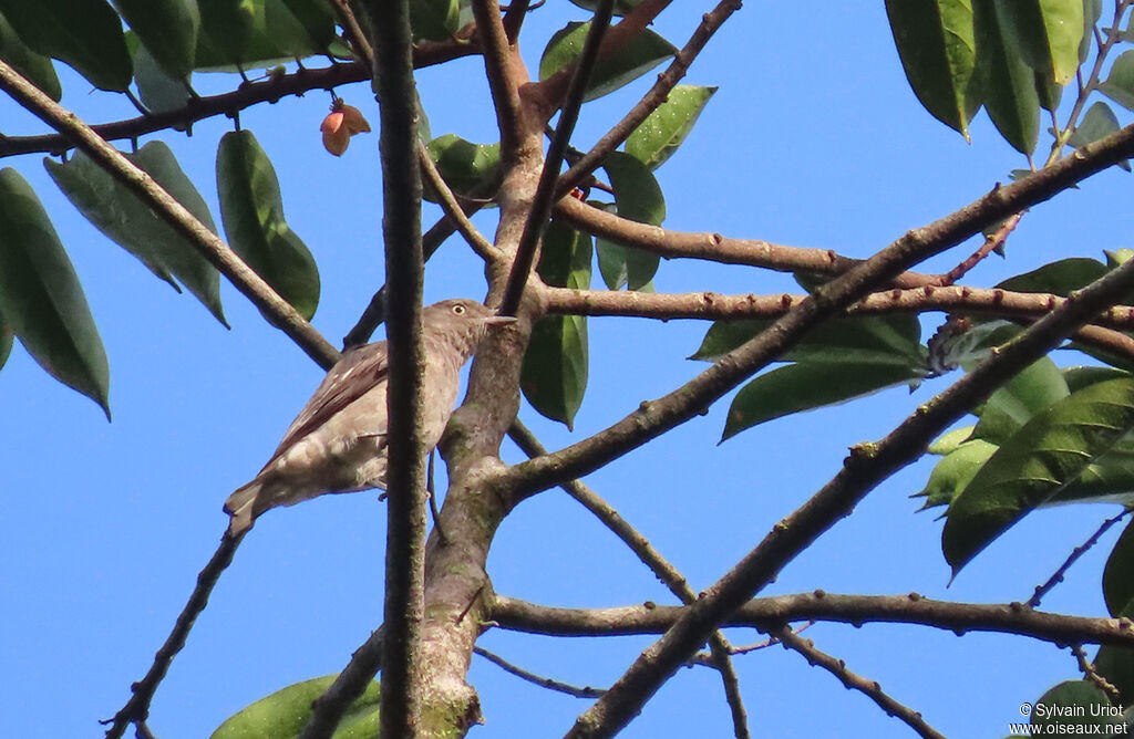 Cotinga pompadour femelle adulte