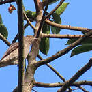Cotinga pompadour