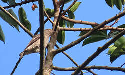 Cotinga pompadour