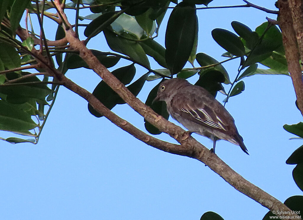 Cotinga pompadour femelle adulte